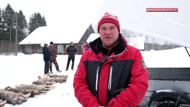 В Богородском добыли стаю волков. смотреть онлайн