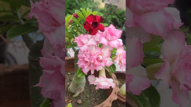 Adenium collections...terrace garden смотреть онлайн