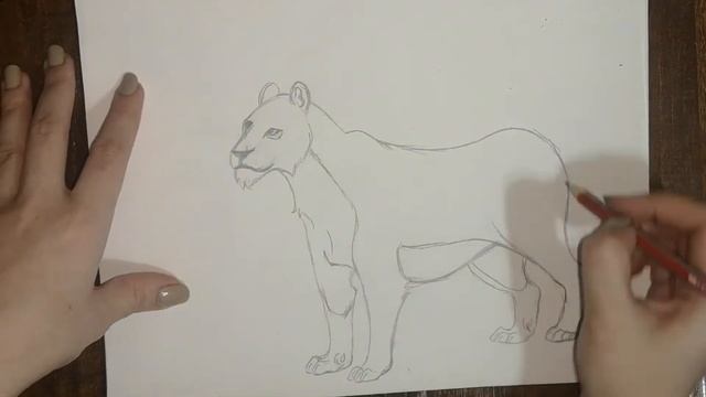 КАК НАРИСОВАТЬ ЛЬВИЦУ!\HOW TO DRAW LIONESS EASY!\ смотреть онлайн