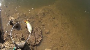 Ловля сазана в Волгоградской области.