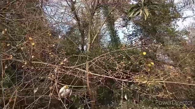 В Сочи пришла весна.