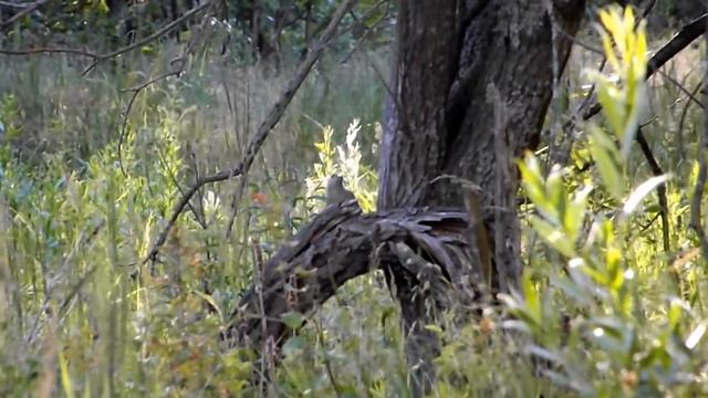 седые дятлы кушают (picus Canus), июнь 2014 г.