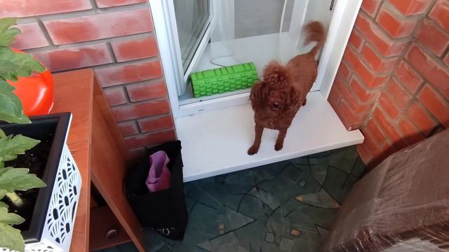 Огород на балконе. Баклажан прёт. Черри уже красные. смотреть онлайн