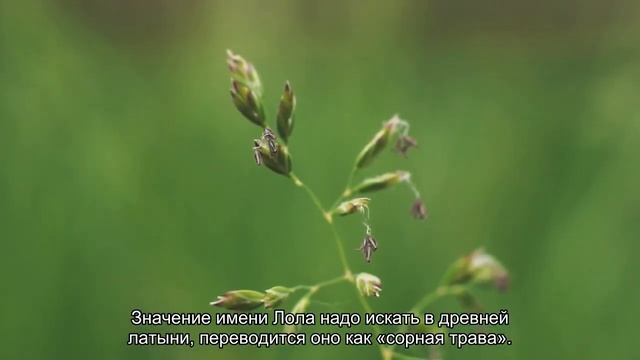 Значение имени Лола. Толкование, судьба, характер смотреть онлайн
