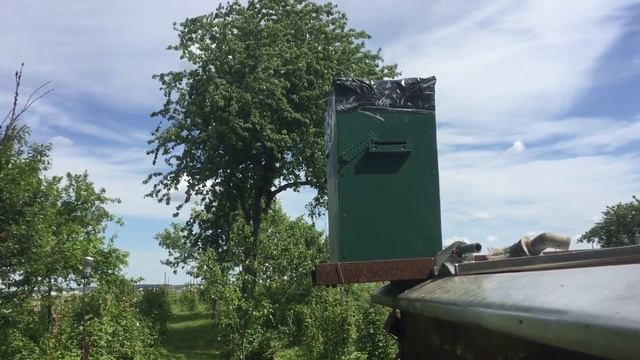 Пчелы и осы борются за ловушку смотреть онлайн