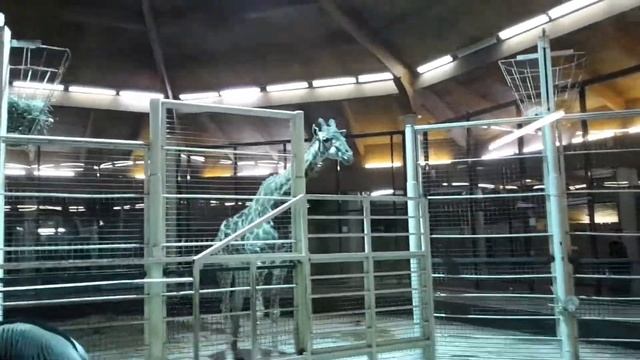 Зебра с Жирафом в зимнем загоне. Zebra with giraffes in the winter paddock смотреть онлайн