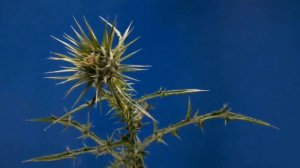 Сильнейший оберег #защитаотсглаза #изотерика #здоровьевнашихруках #лекарственныерастения