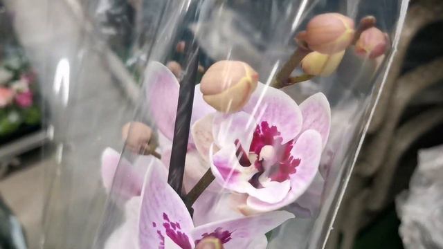 Море биглипов в Бауцентре г. Омск. Свежий завоз орхидей. смотреть онлайн
