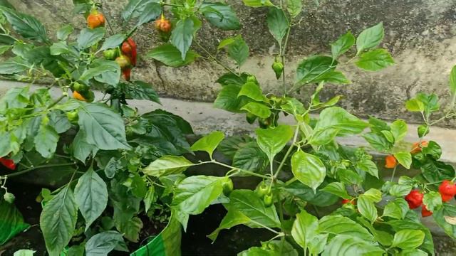 Complete Care for Chilli Plant--Potting Mix,Sunlight,Water,Fertilizer, Flowers dropping,curly leave смотреть онлайн