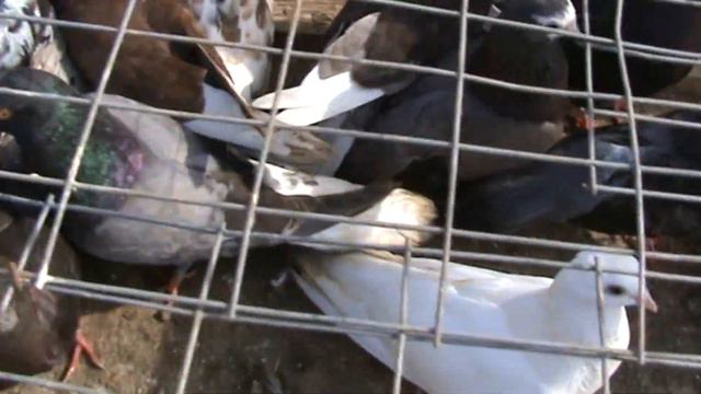 Ярмарка голубей г.Славянск-на-Кубани 19.06.2022г. 5часть смотреть онлайн