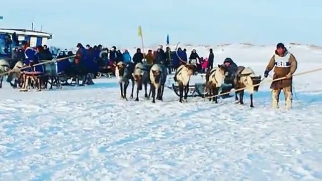 День оленевода 2016 год Яр-Сале смотреть онлайн