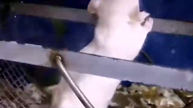 Крысята зоомагазин Весёлый попугай