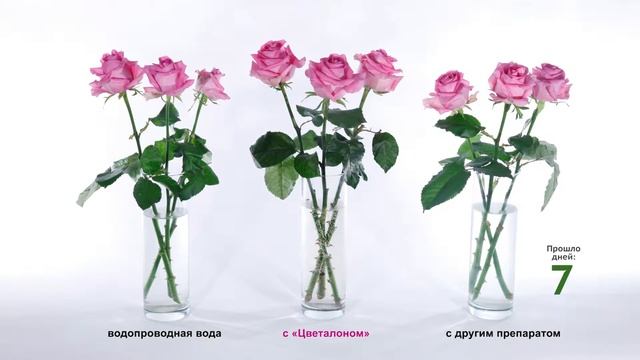 Цветалон — для продления жизни срезанных цветов смотреть онлайн