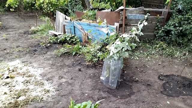 Расчищаю углы. Дача 7 сентября 2022 г.