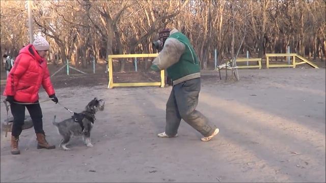 Отважный миттельшнауцер смотреть онлайн