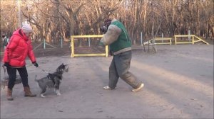 Отважный миттельшнауцер