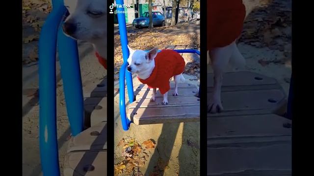 Маленькая Бьюти? Чихуахуа мини собачка #Shorts смотреть онлайн