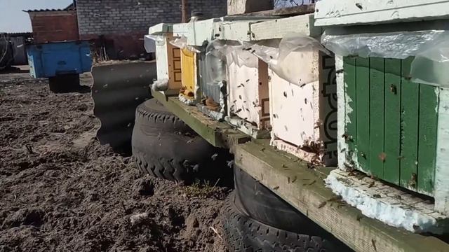 Майские отводки на одну рамку печатного расплода Часть 4 Пчеловодство 2019 смотреть онлайн