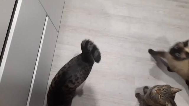 Смешные кот и кошки просят еду) смотреть онлайн