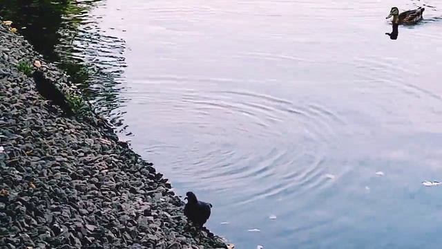 Круговорот птиц в пруду #Птицы, #Стихии, #СоРОкопутка смотреть онлайн