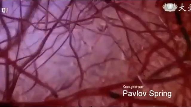 Концентрат Pavlov Spring от Global Trend Company 360p