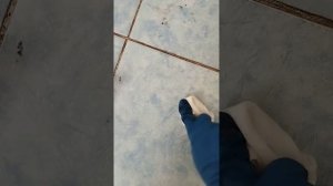 Как оттереть клей на полу от клеевой ловушки для грызунов