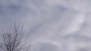 #Pigeon.  Бой в столб! Бакинские голуби! 20.01.20г.
