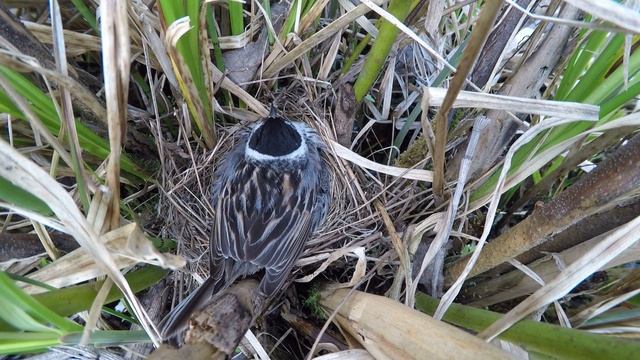 Овсянка камышовая 170601 4 ГРЭС дальнее 17