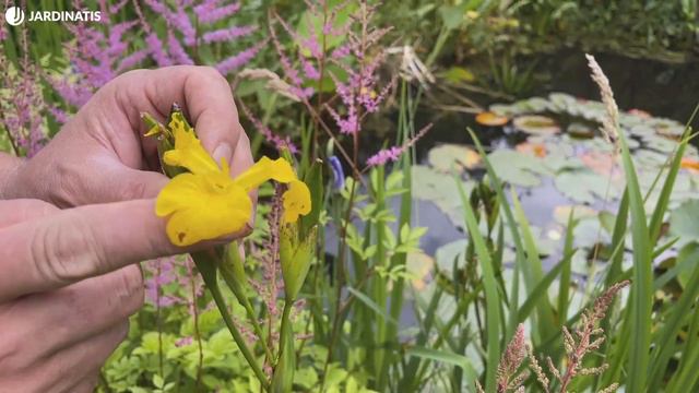 LIRIOS de AGUA o lirio japonés para el estanque 💧 y otras plantas acuáticas 🌱 - Jardinatis смотреть онлайн