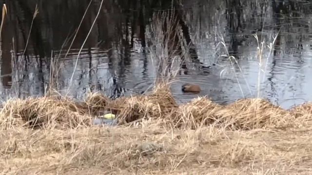 Забавные Моменты с Пушистыми Парнями