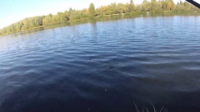 Осенняя рыбалка на Десне. Фидер на реке, в октябре. смотреть онлайн