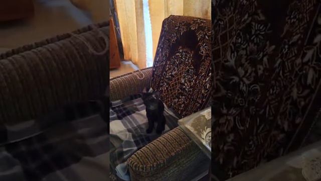 ЛУЧШИЙ БЭК ВОКАЛ #ориентальныйкот #ориентал #котики смотреть онлайн