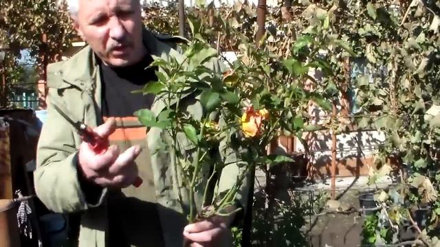 Посадка роз смотреть онлайн