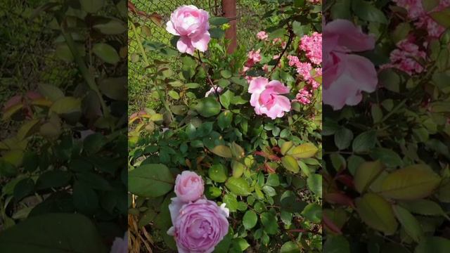 🌹Розы 2020 Часть коллекции💐♥️ смотреть онлайн