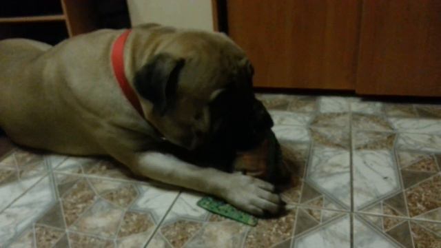 Бульмастиф сосет соску. смотреть онлайн