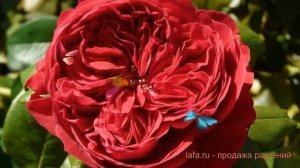 Роза чайно-гибридная Алан Сушон (alain souchon) ? обзор: как сажать, саженцы розы Алан Сушон