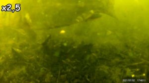 Снасть ПРОБКА подводная съемка. Видео оснастки на дне. Соска/крышка на карпа, сазана, карася, леща.