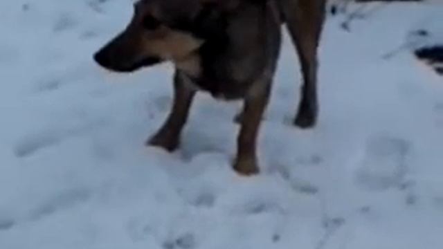 Собака слегка возбудилася!!! смотреть онлайн