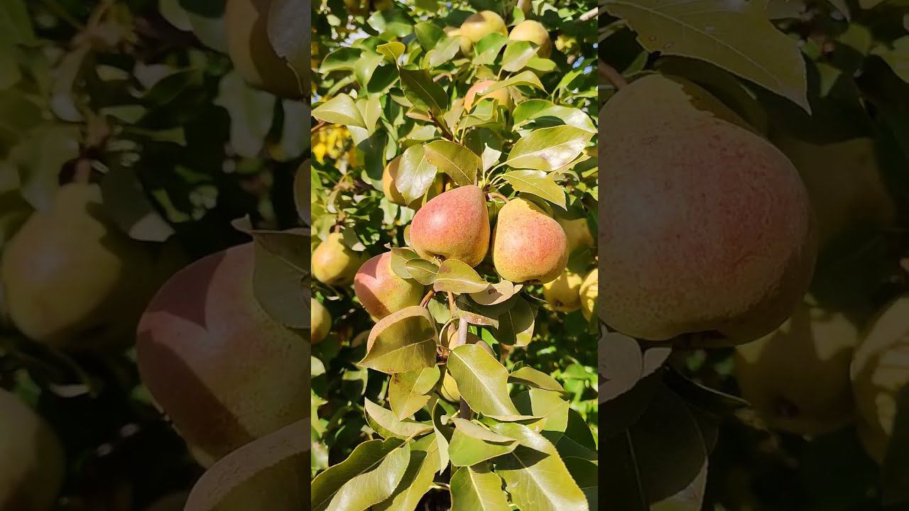 груша Белорусская поздняя