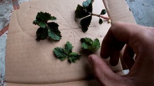 Скрученные листы клубники. Применение инсектицида против паразитов