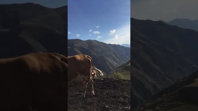 Как правильно доить корову #дагестан #природа #какнаучитсядоитькорову смотреть онлайн