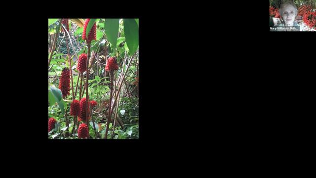 American Gardens смотреть онлайн