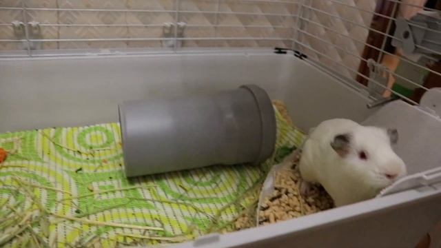 Морская свинка радуется новой игрушке смотреть онлайн