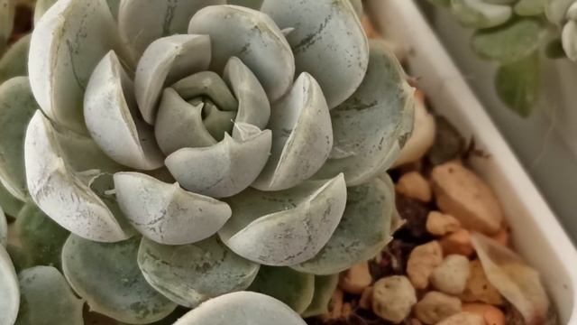 Echeveria Mary Bell смотреть онлайн