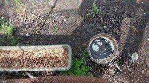 Почему не несутся индоутки (мускусы)