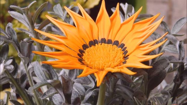 Mittagsblume-OBL2 смотреть онлайн