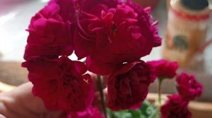 ПЕЛАРГОНИЯ ЕСФИРЬ ПРЕКРАСНАЯ КОЛЛЕКЦИЯ ЛИПАТОВОЙ АНАСТАСИИ ОКТЯБРЬ 2023 Г