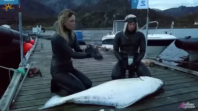 Трофейная Подводная Охота в Норвегии. Палтус Big Halibut. Spearfishing in Norway. смотреть онлайн