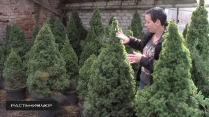 Канадская ель Коника / Ель посадка и уход / хвойные растения