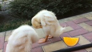 Мы делили апельсин или тема Дроби